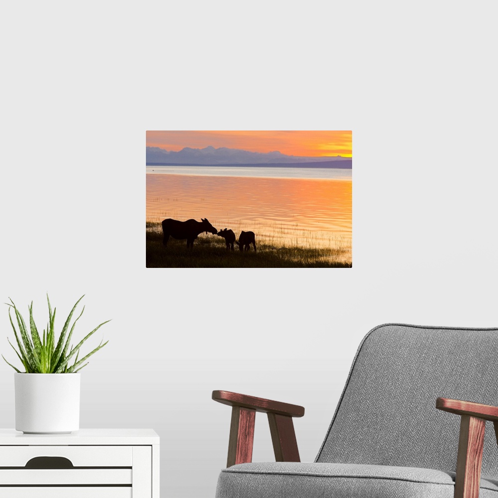 A modern room featuring Cow and two calf moose feeding along the Tony Knowles Coastal Trail at sunset
