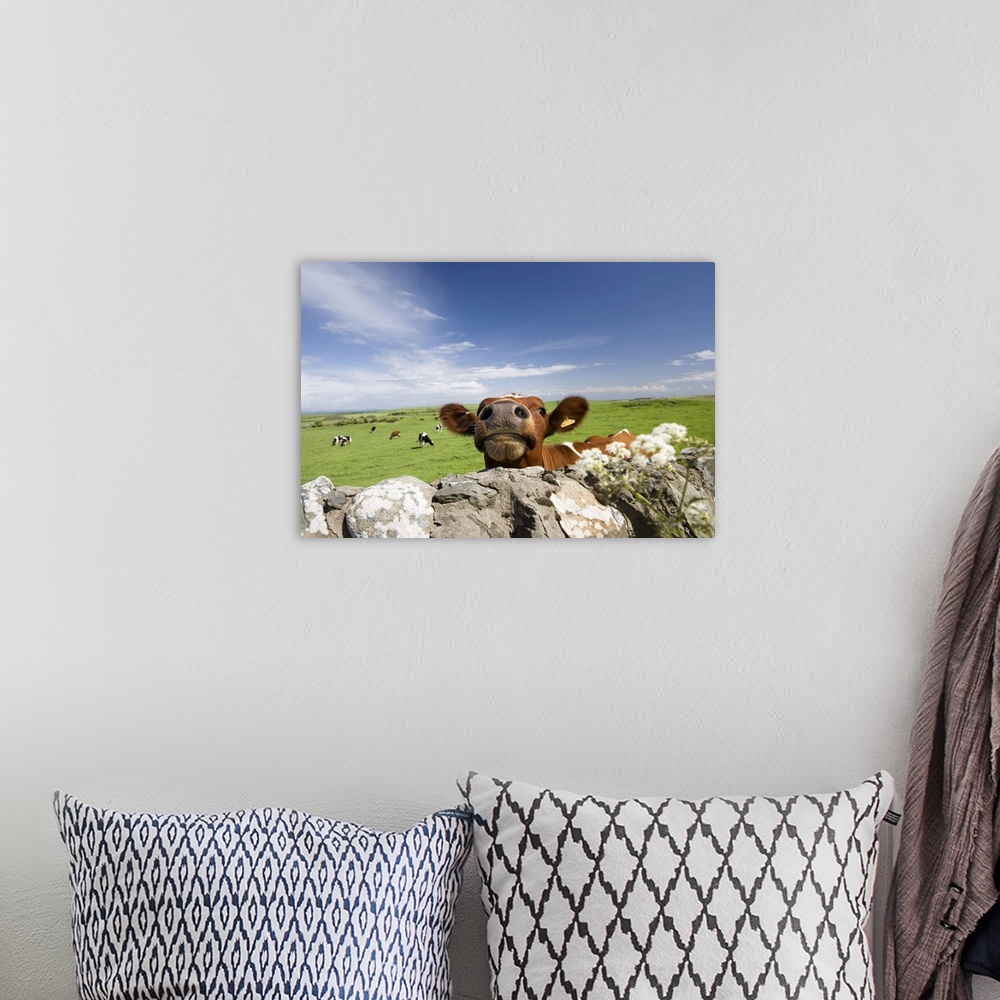 A bohemian room featuring Cow, Dumfries and Galloway, Scotland, United Kingdom