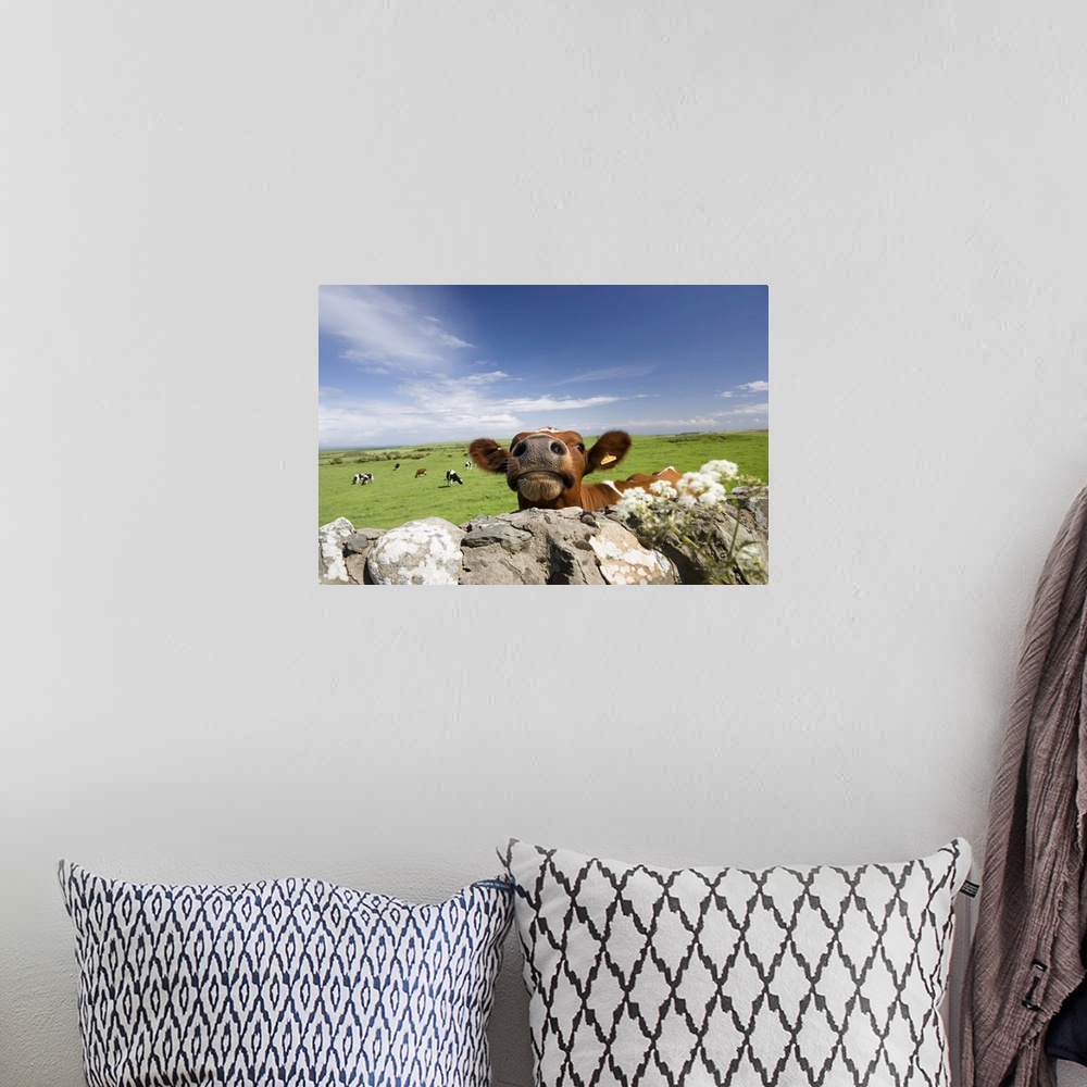 A bohemian room featuring Cow, Dumfries and Galloway, Scotland, United Kingdom
