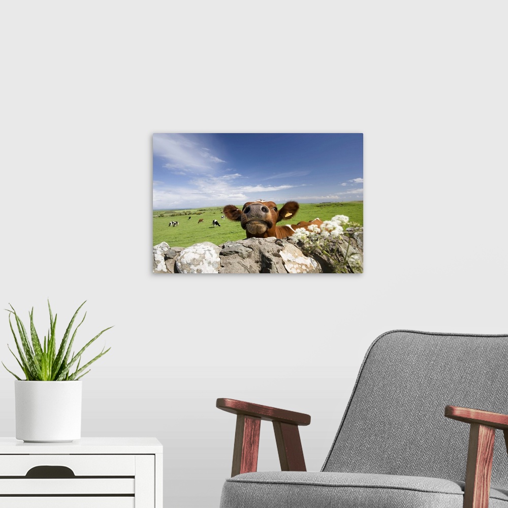 A modern room featuring Cow, Dumfries and Galloway, Scotland, United Kingdom