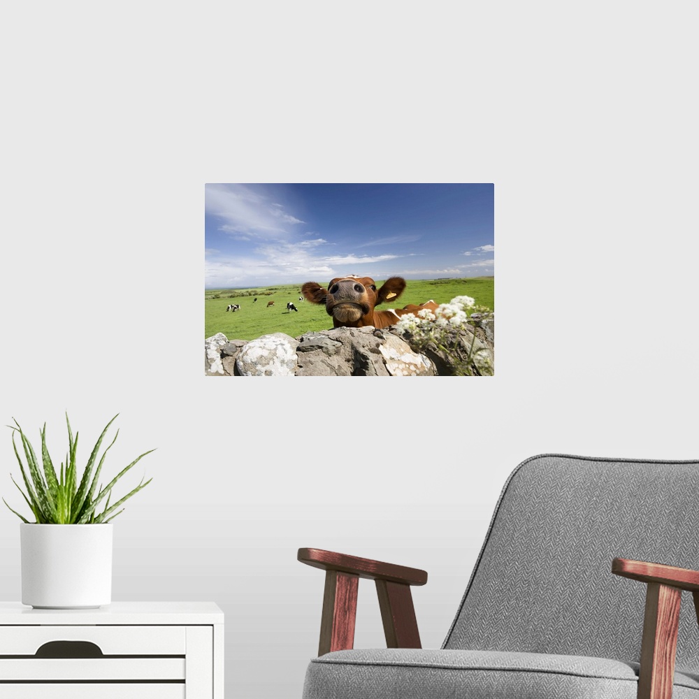 A modern room featuring Cow, Dumfries and Galloway, Scotland, United Kingdom