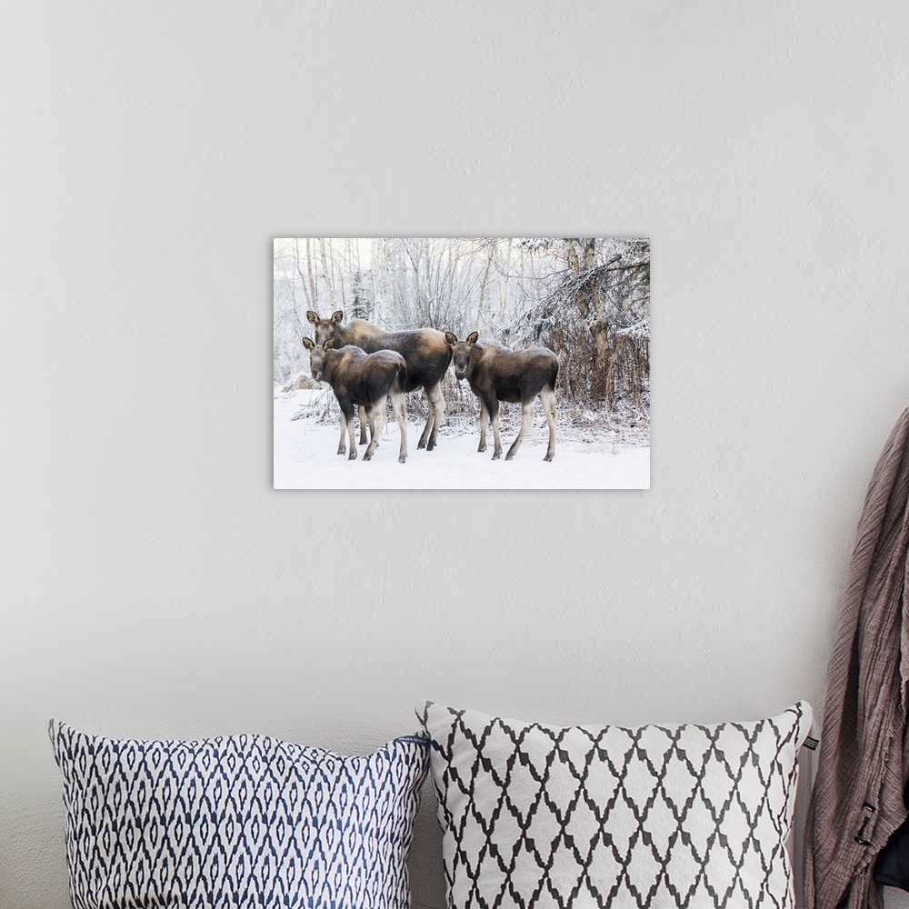 A bohemian room featuring A Cow Moose With Twin Calves Stand In Mid-Town Anchorage During A Wintry Morning, Southcentral Al...
