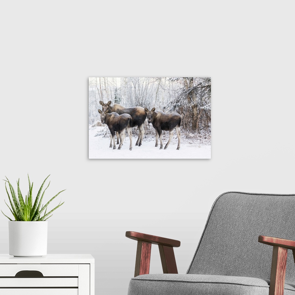 A modern room featuring A Cow Moose With Twin Calves Stand In Mid-Town Anchorage During A Wintry Morning, Southcentral Al...