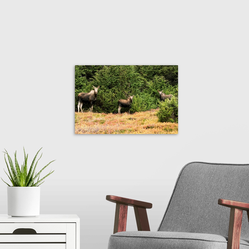 A modern room featuring Cow moose (alces alces) with twin calves looking at camera, Powerline Pass, South-central Alaska,...