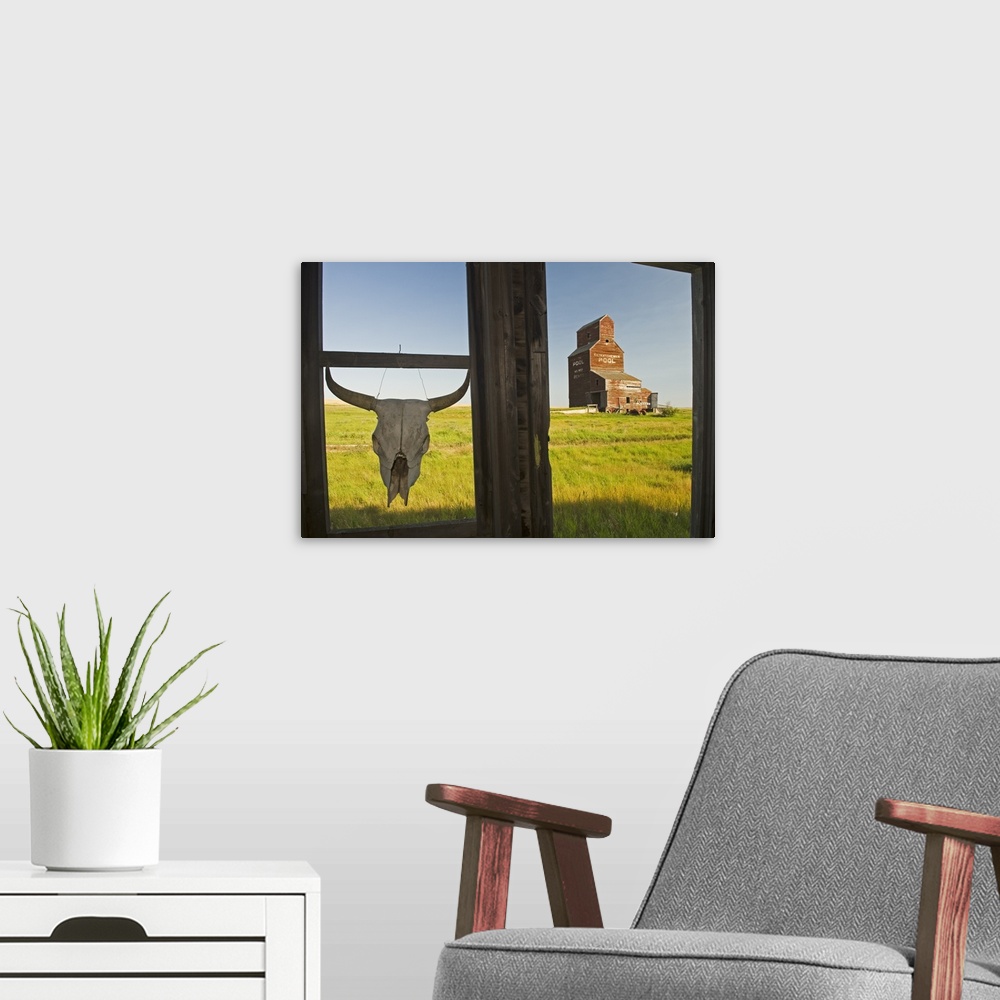 A modern room featuring Cow Skull Hanging From An Old Window Frame, Saskatchewan, Canada