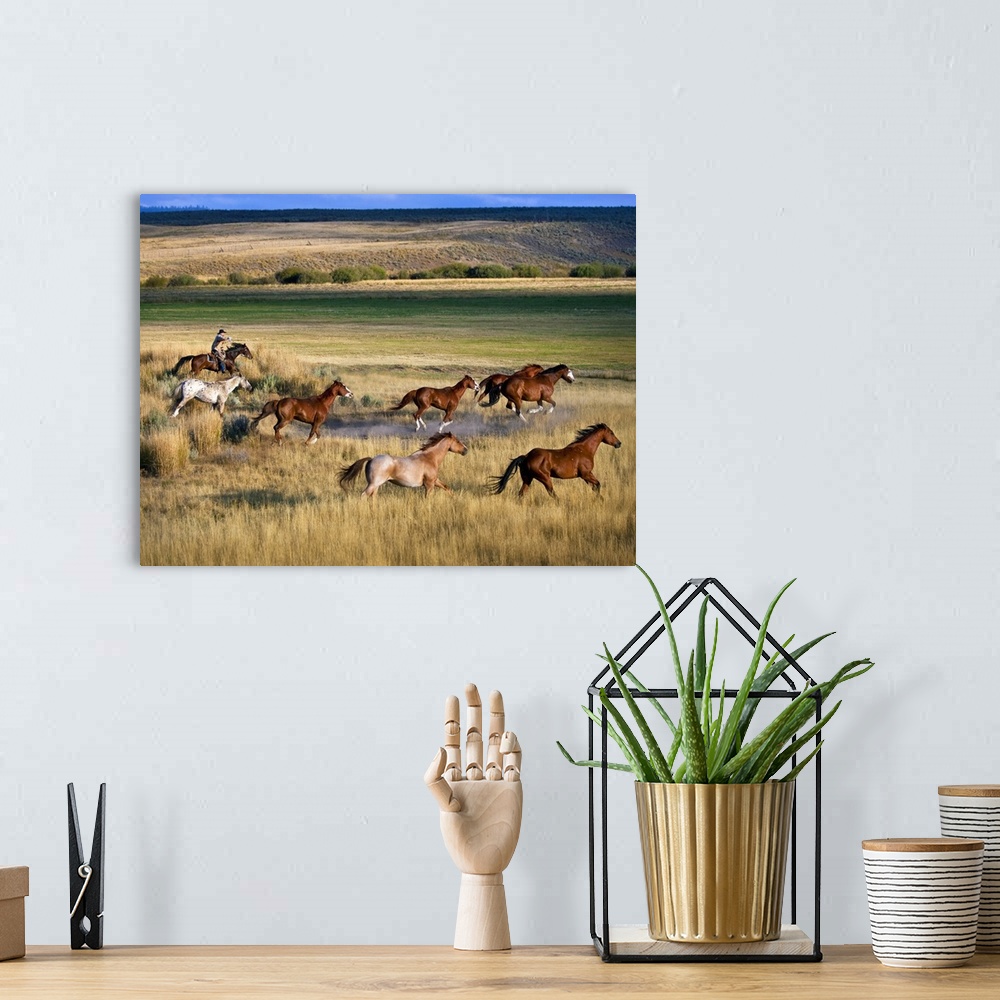 A bohemian room featuring Cowboy Riding With Herd Of Horses; Senaca, Oregon, Usa