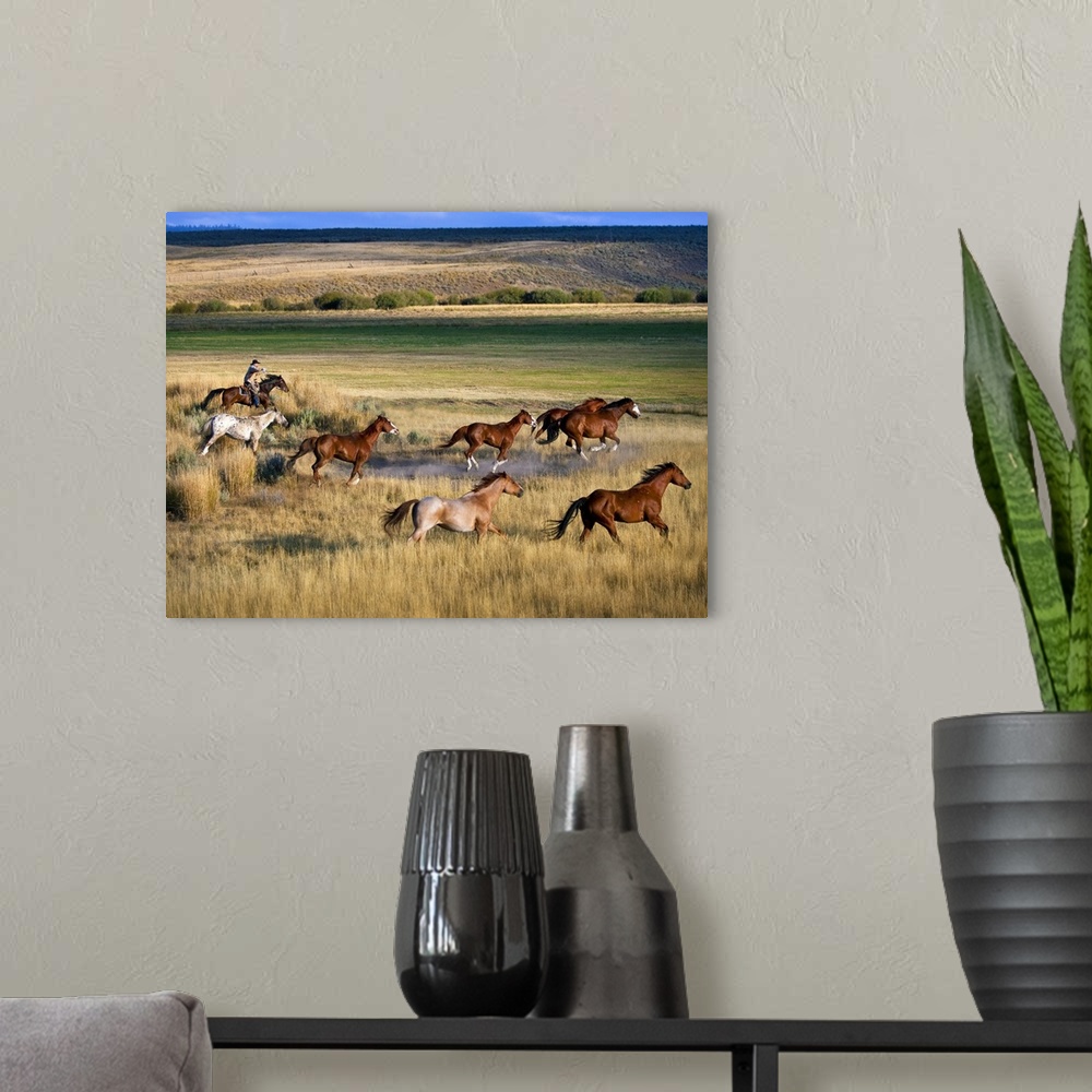 A modern room featuring Cowboy Riding With Herd Of Horses; Senaca, Oregon, Usa