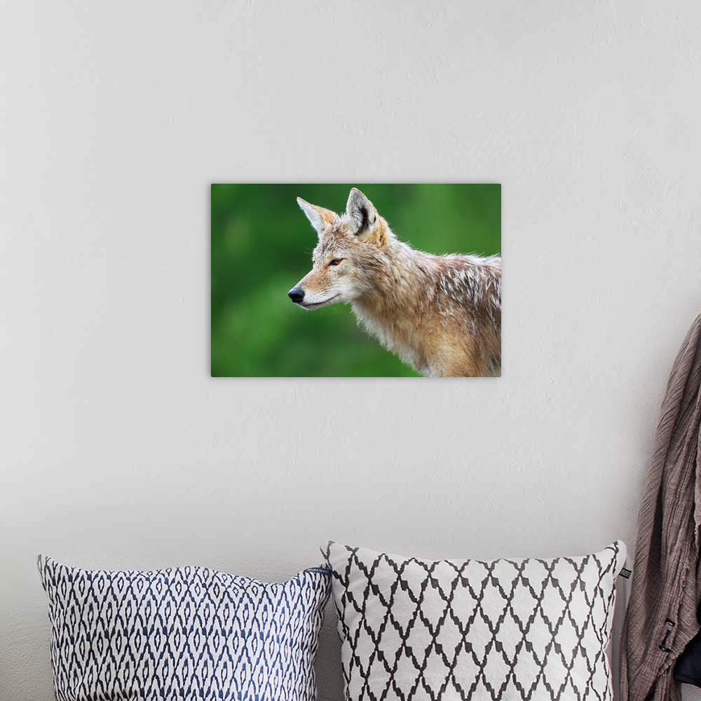 A bohemian room featuring Coyote