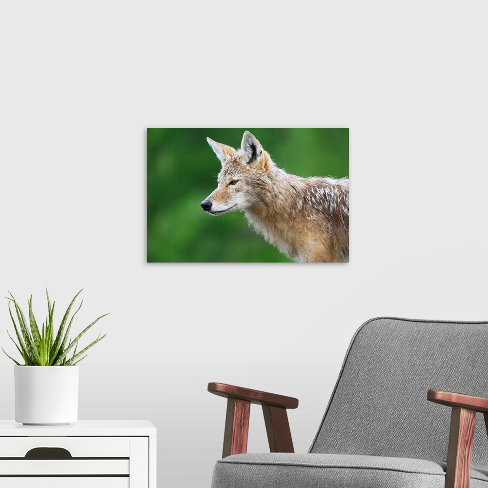 A modern room featuring Coyote