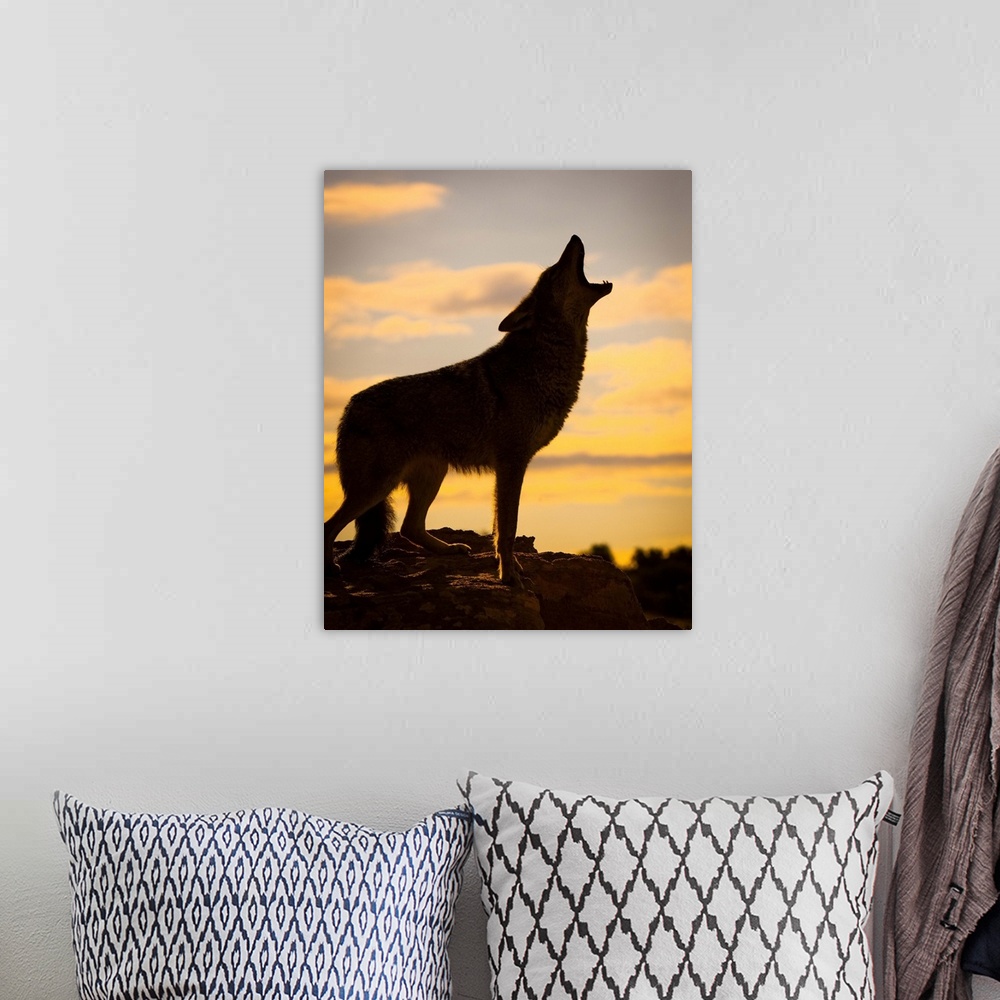 A bohemian room featuring Coyote (Canis latrans) howling at sunset, Triple D Ranch, California, United States of America.