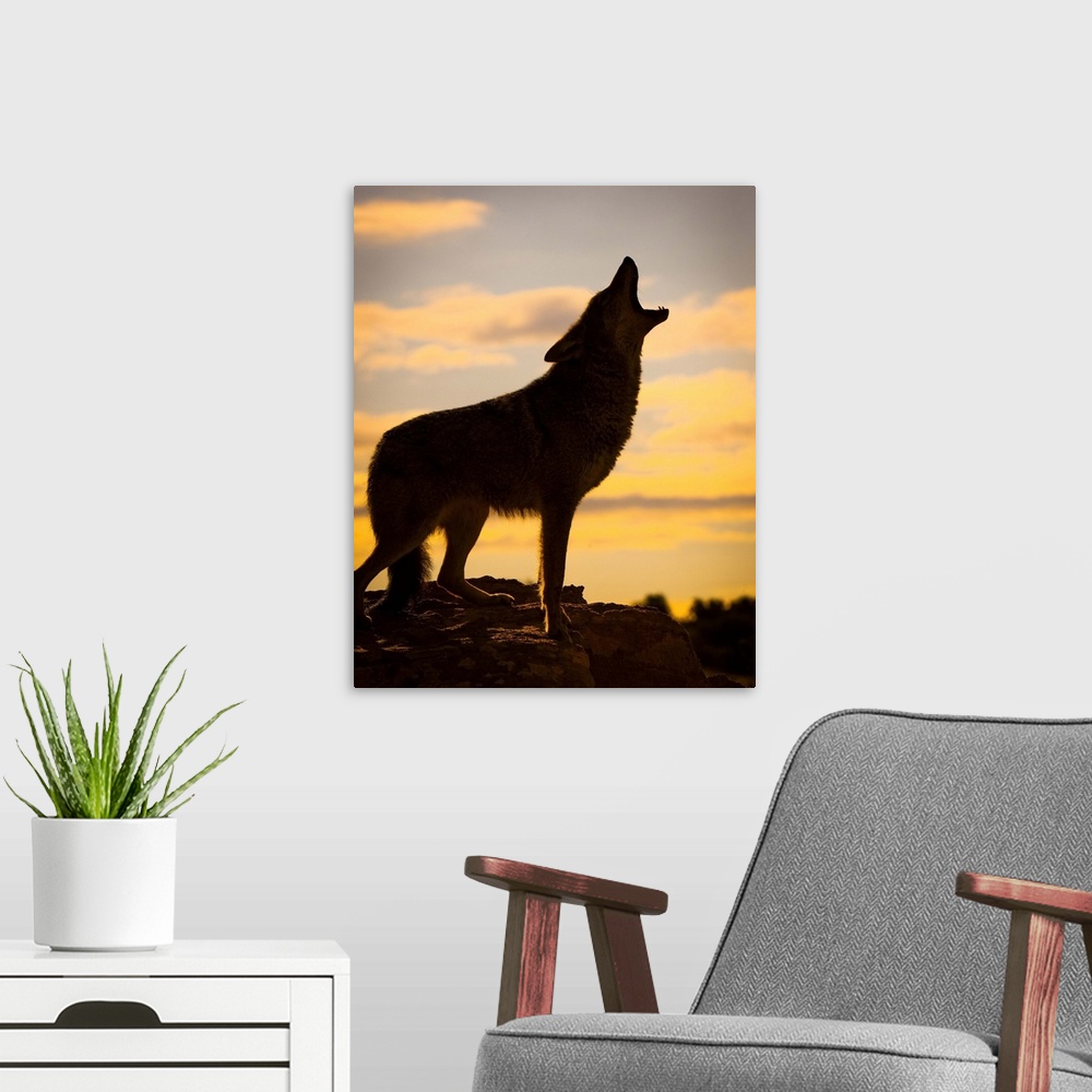 A modern room featuring Coyote (Canis latrans) howling at sunset, Triple D Ranch, California, United States of America.