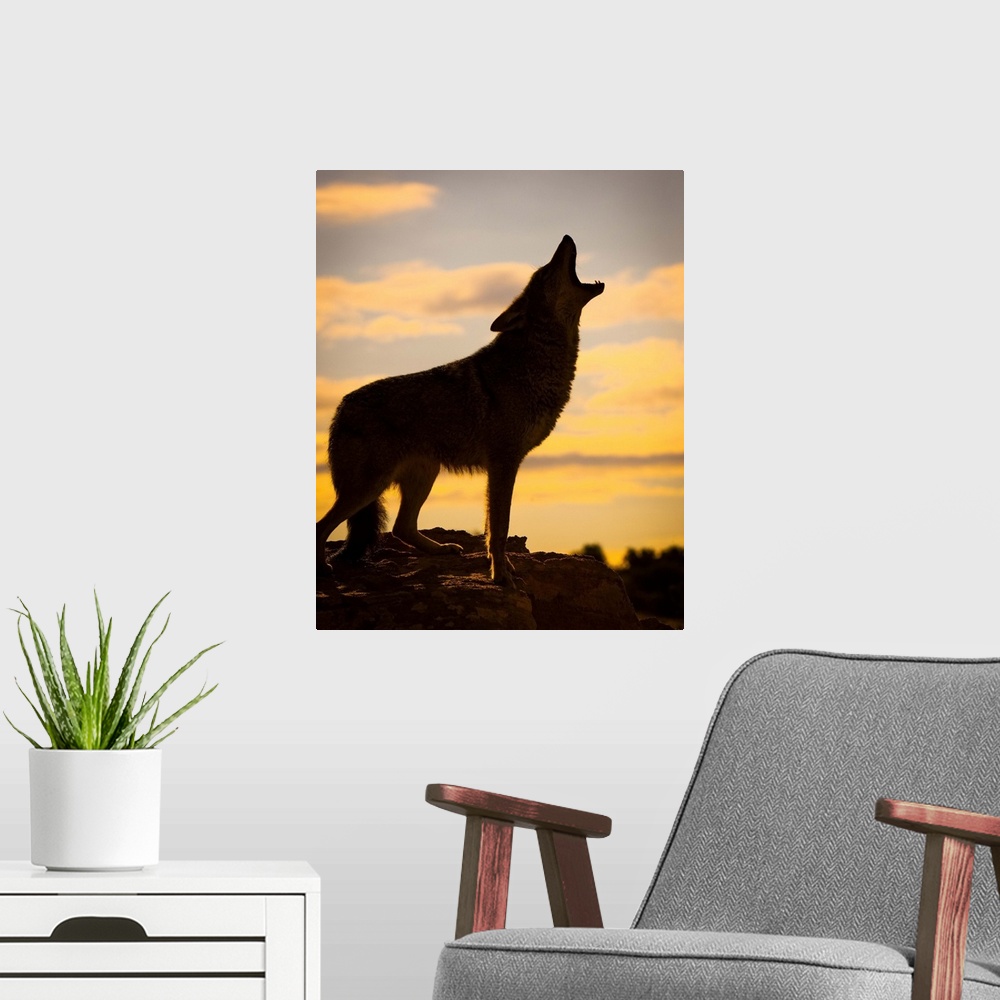 A modern room featuring Coyote (Canis latrans) howling at sunset, Triple D Ranch, California, United States of America.