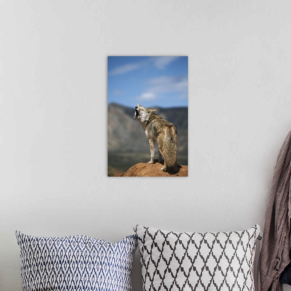 A bohemian room featuring Coyote Howling From High Point