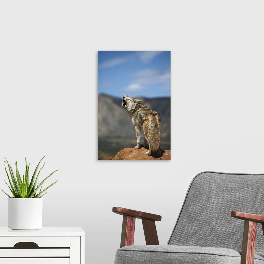 A modern room featuring Coyote Howling From High Point