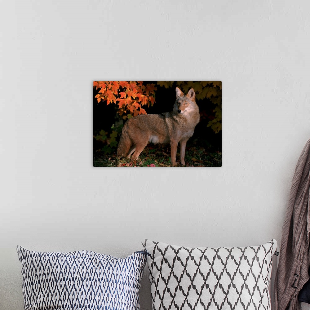 A bohemian room featuring Coyote In Maple Leaves
