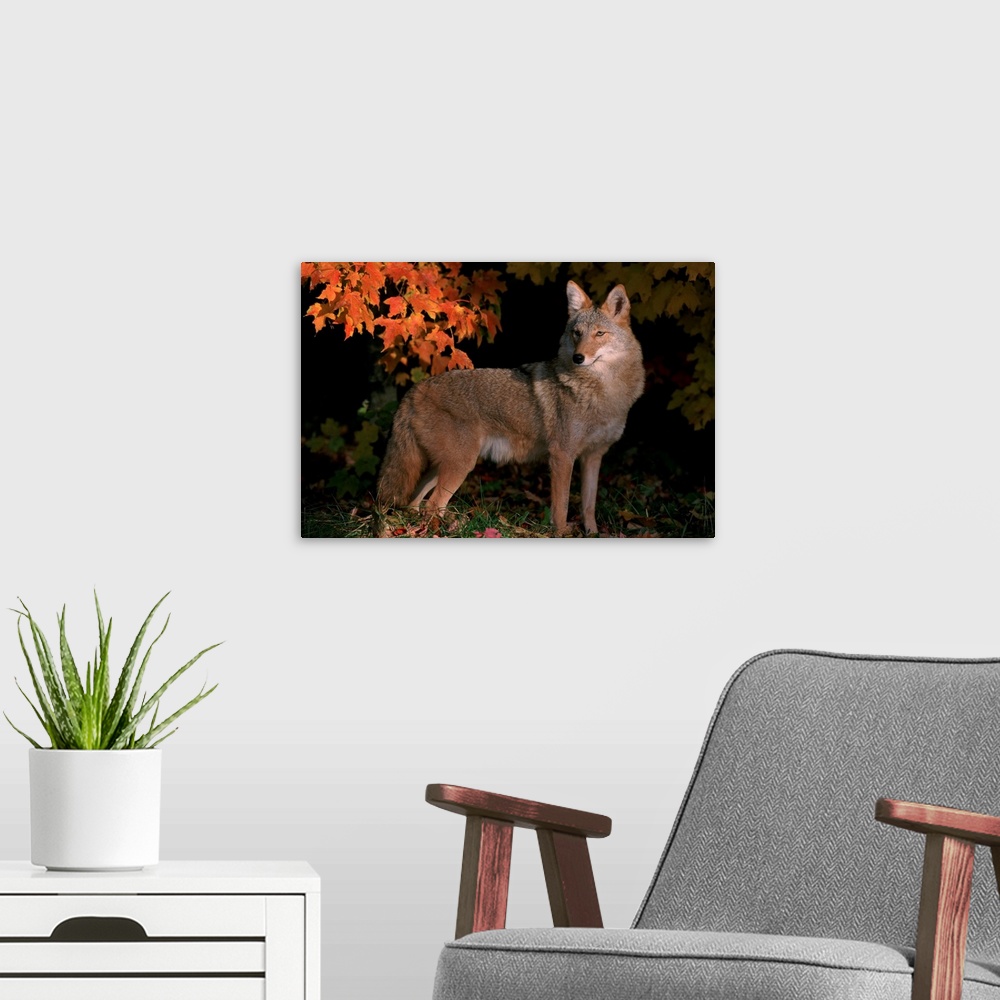 A modern room featuring Coyote In Maple Leaves
