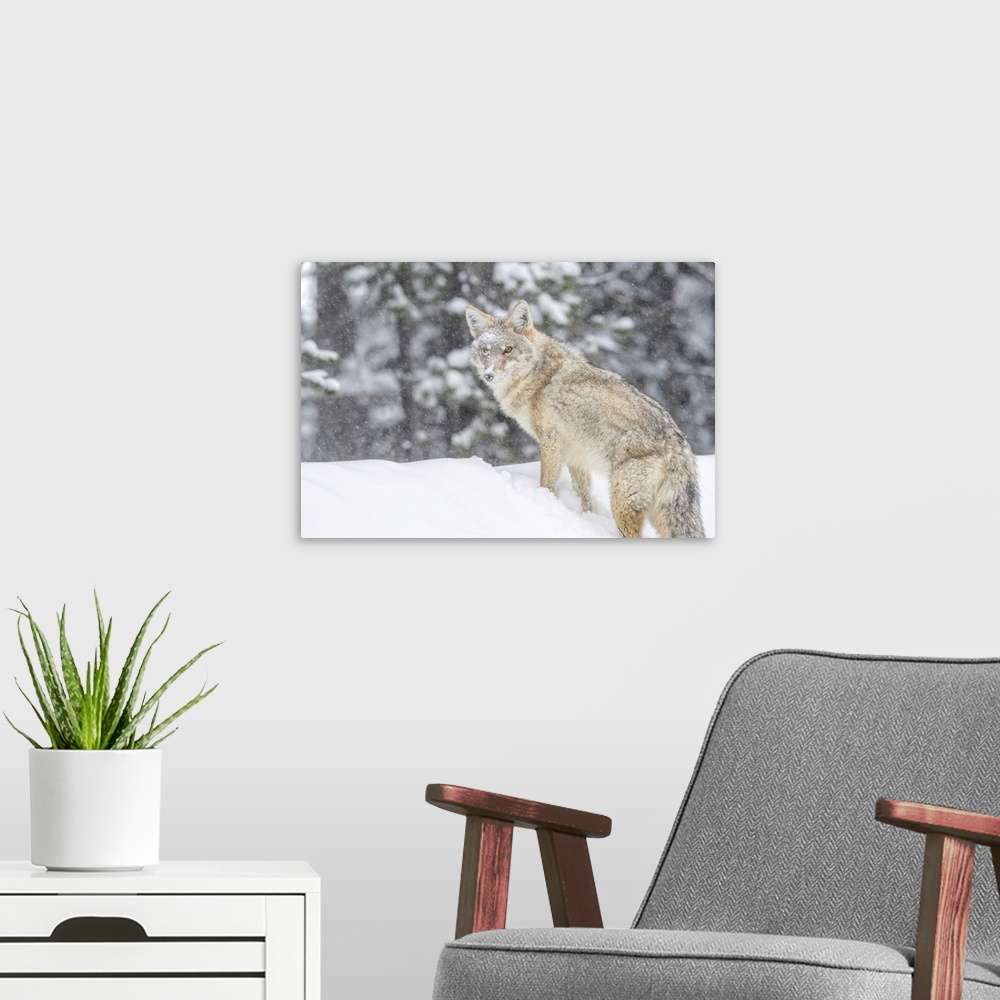 A modern room featuring Coyote Standing In A Snowbank In The Falling Snow, Yellowstone National Park