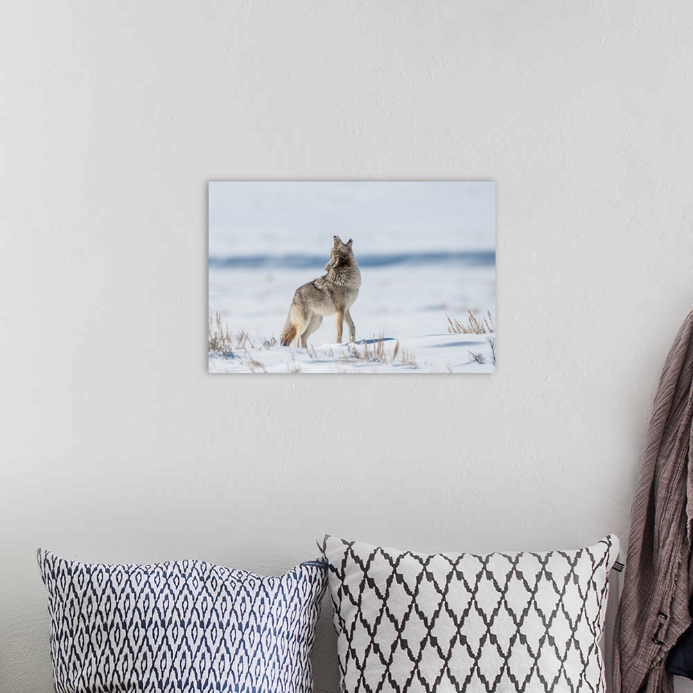 A bohemian room featuring Coyote Standing In A Snowy Field Of Sagebrush, Yellowstone National Park
