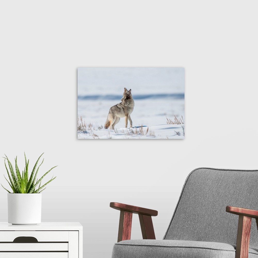 A modern room featuring Coyote Standing In A Snowy Field Of Sagebrush, Yellowstone National Park