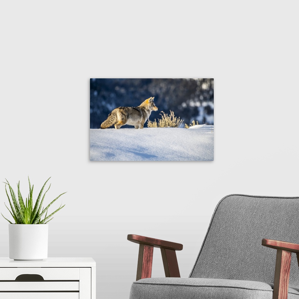 A modern room featuring Coyote (Canis latrans) standing in deep snow in Yellowstone National Park; Wyoming, United States...
