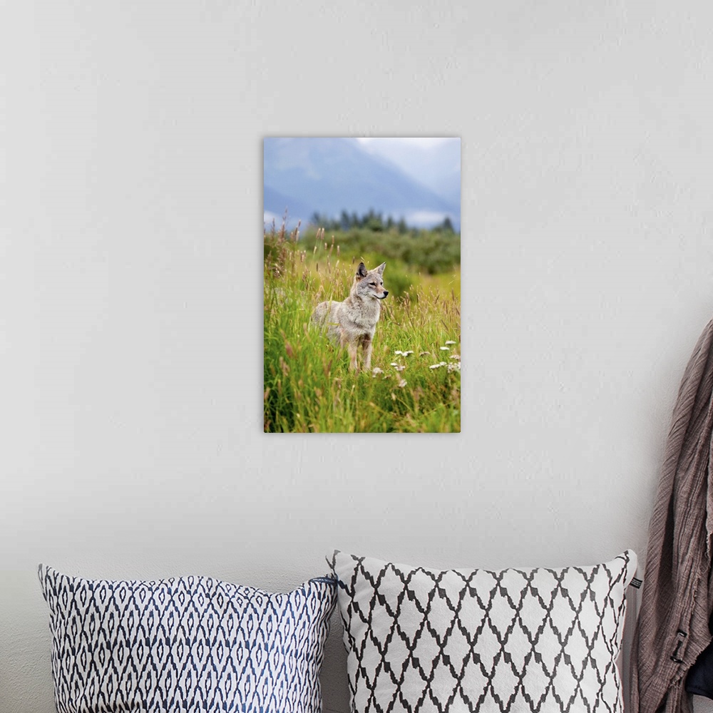 A bohemian room featuring coyote stands in summer flowers and grasses at the Alaska Wildlife Conservation Center, Southcent...