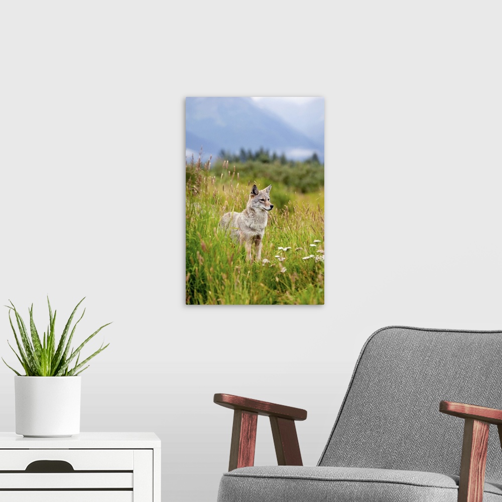 A modern room featuring coyote stands in summer flowers and grasses at the Alaska Wildlife Conservation Center, Southcent...