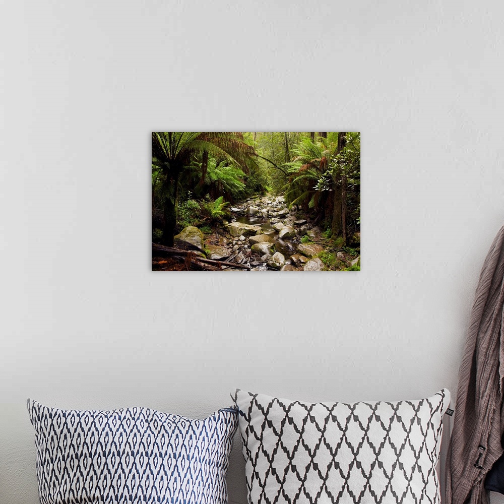 A bohemian room featuring Creek Running Through The Rainforest, Victoria, Australia