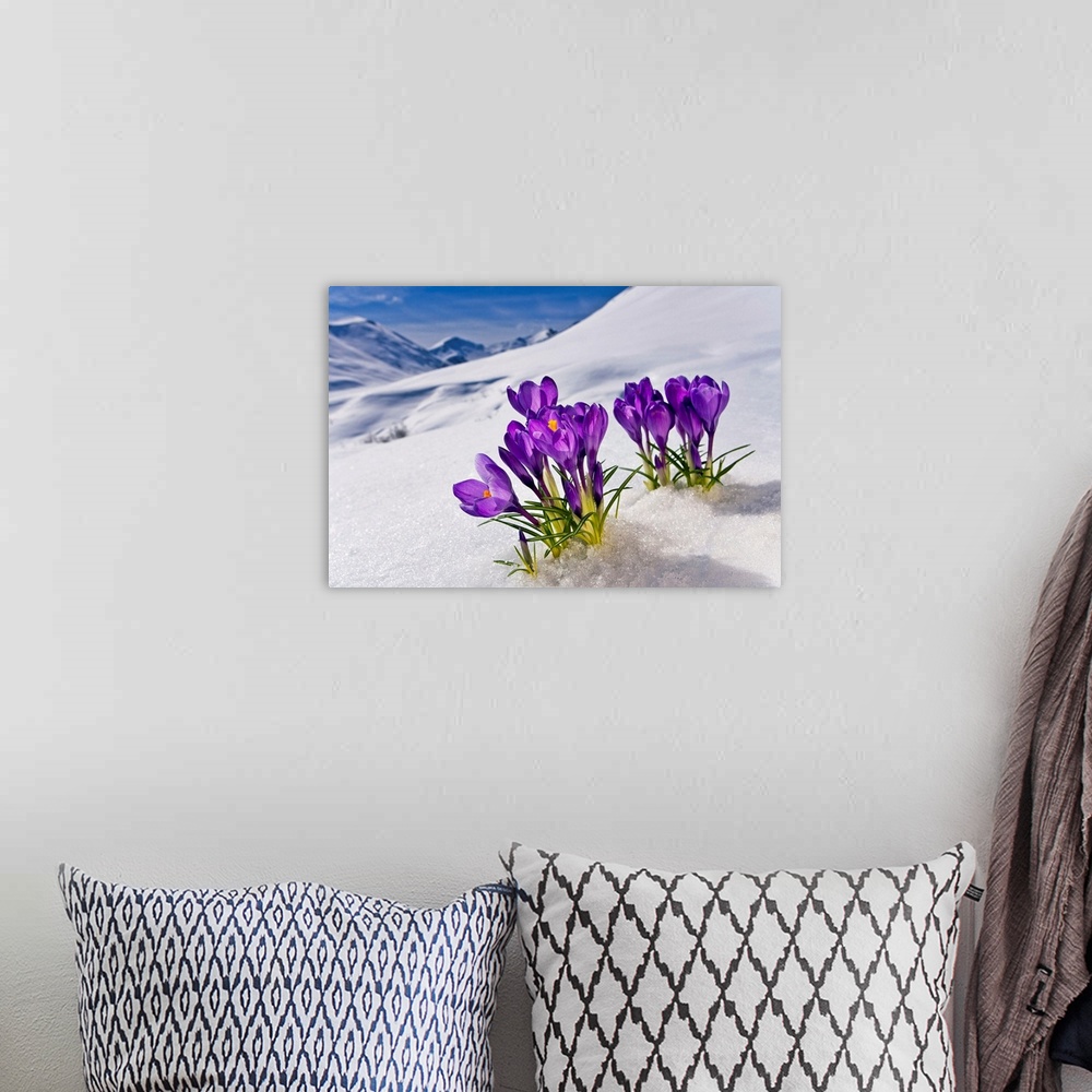 A bohemian room featuring A group of flowers grows up from the snow-covered ground in Alaska (AK).