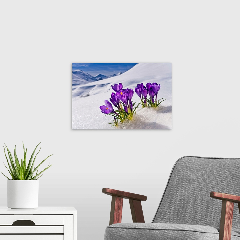 A modern room featuring A group of flowers grows up from the snow-covered ground in Alaska (AK).
