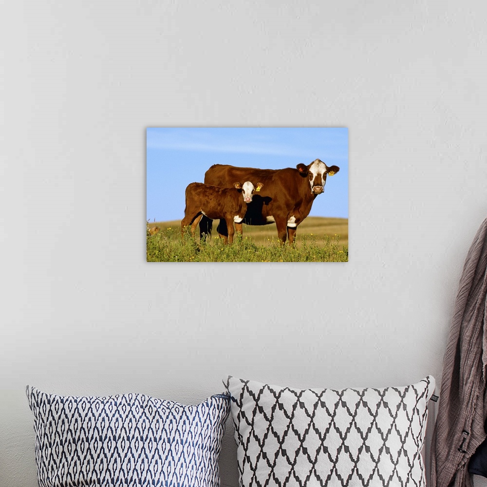 A bohemian room featuring Crossbred cow and calf on a midsummer pasture