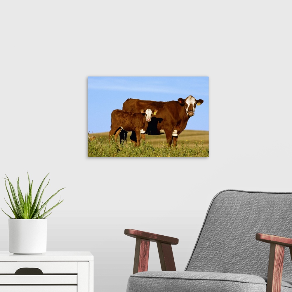 A modern room featuring Crossbred cow and calf on a midsummer pasture