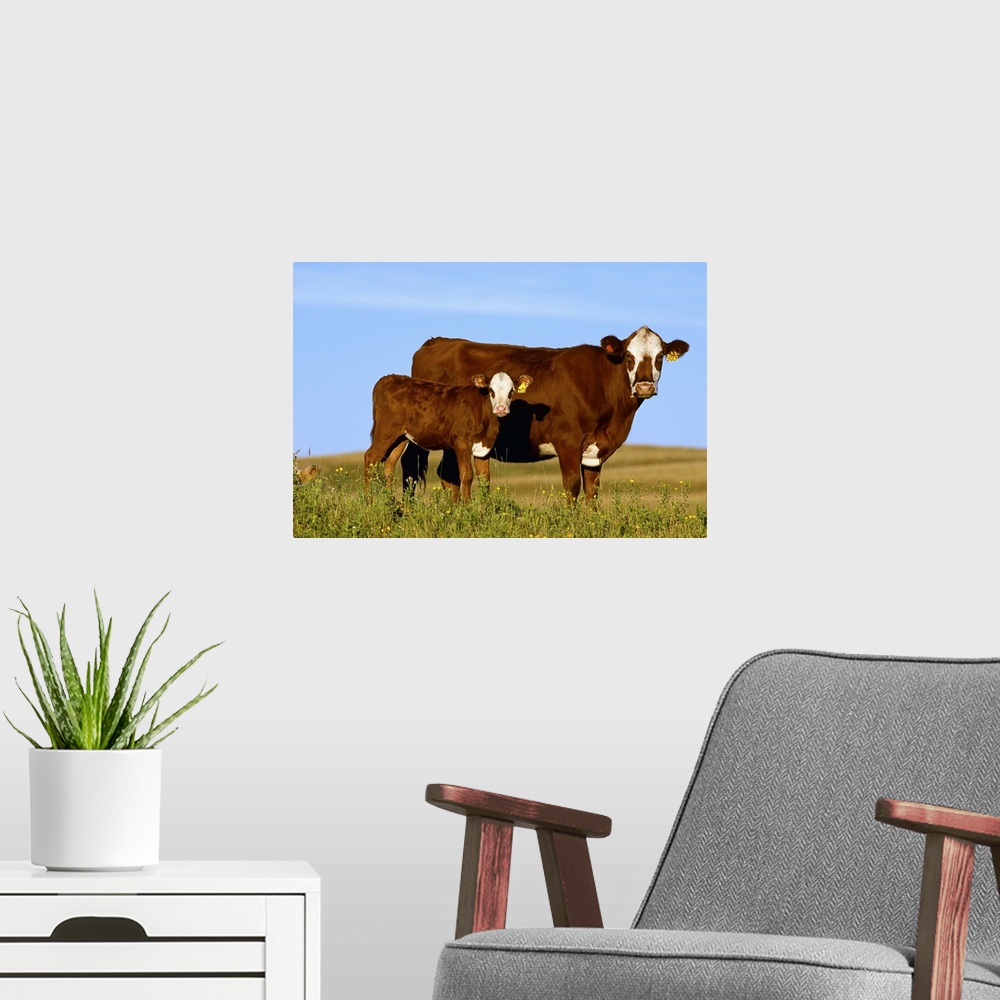 A modern room featuring Crossbred cow and calf on a midsummer pasture