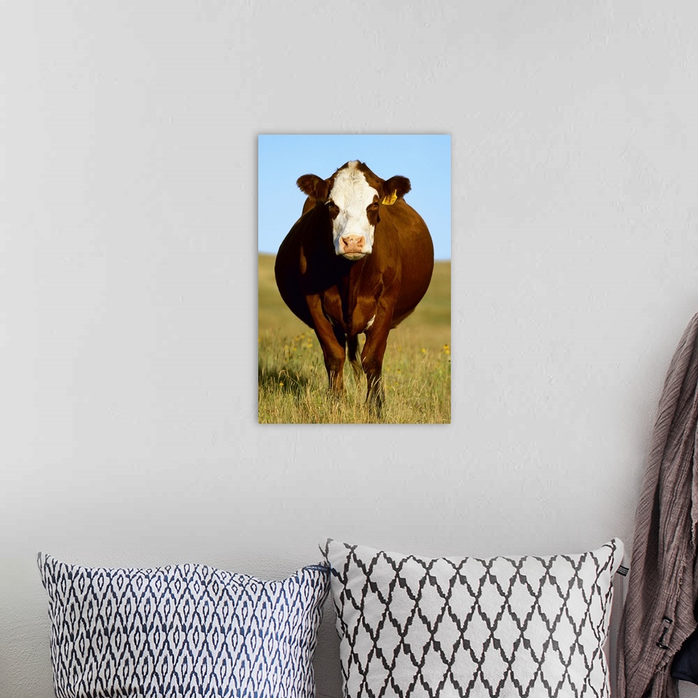 A bohemian room featuring Crossbred cow on a midsummer pasture