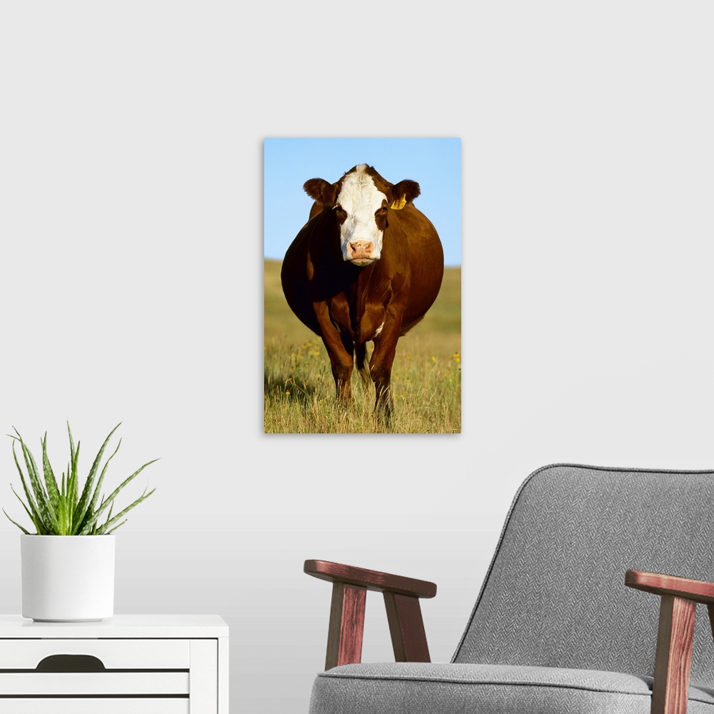 A modern room featuring Crossbred cow on a midsummer pasture