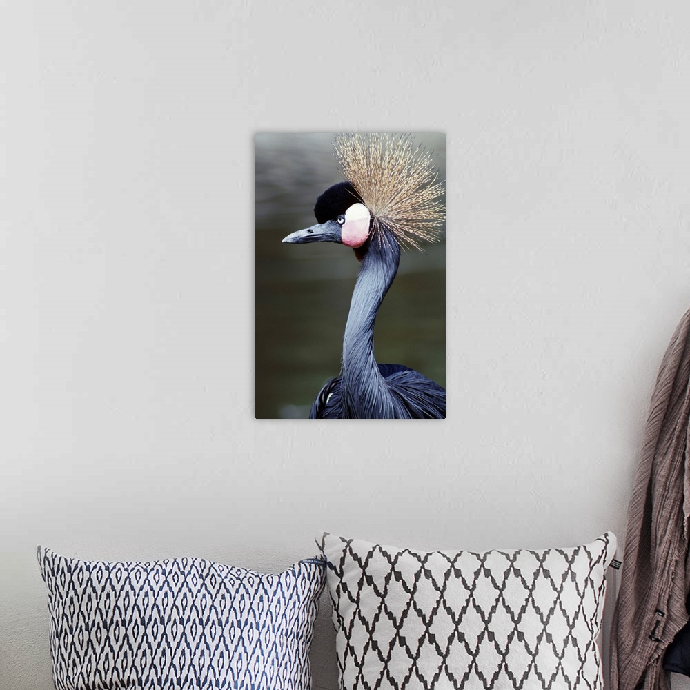 A bohemian room featuring Crowned Crane