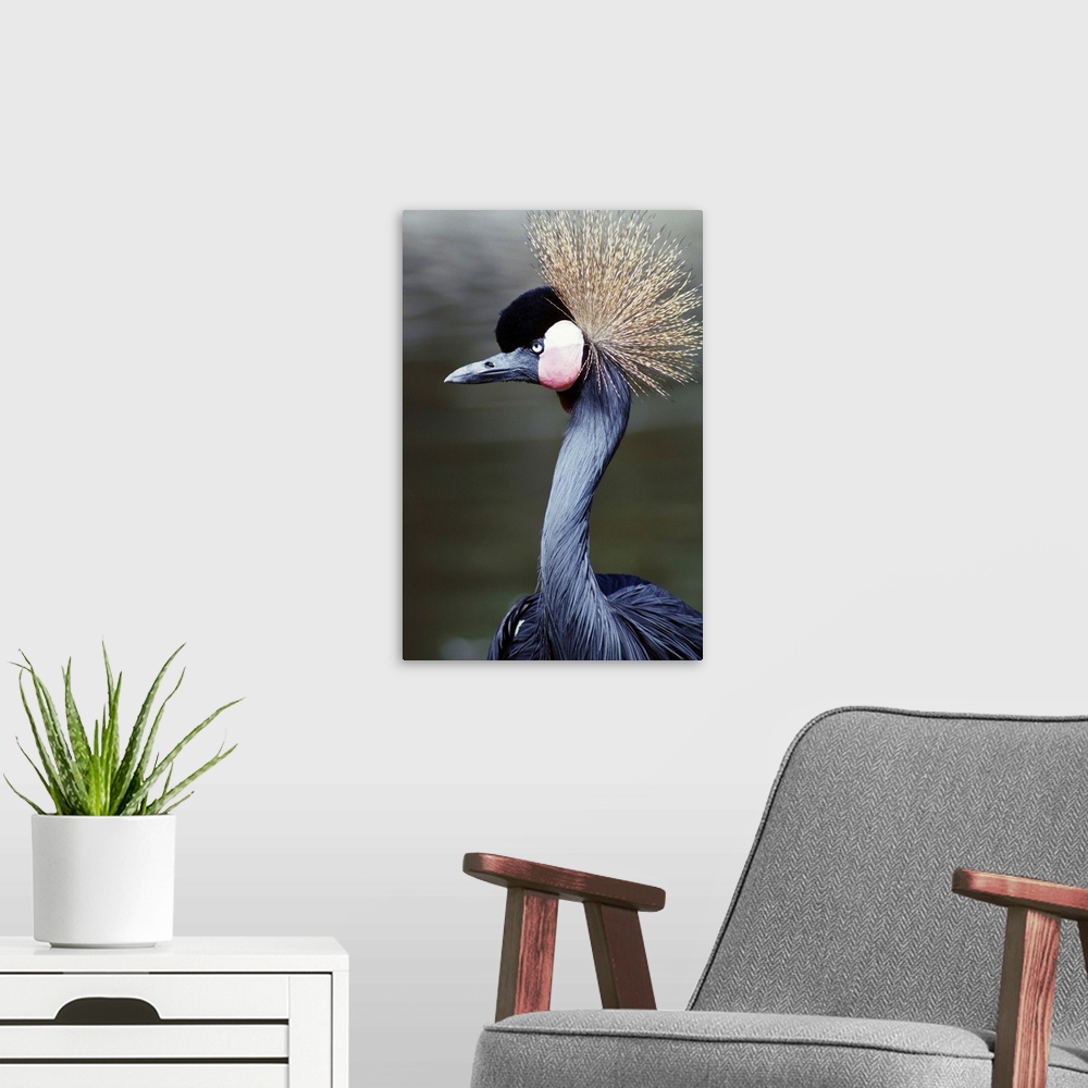 A modern room featuring Crowned Crane