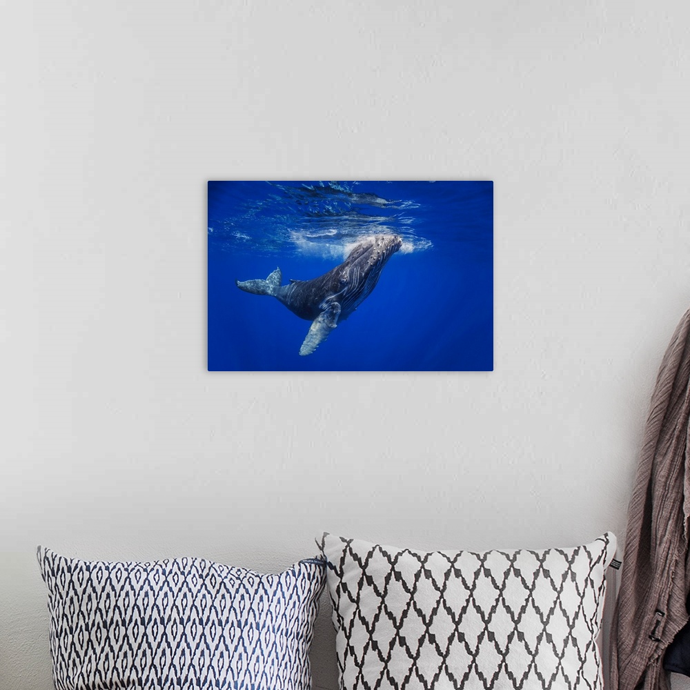 A bohemian room featuring Curious young humpback whale (megaptera novaeangliae) underwater, Hawaii, united states of America.