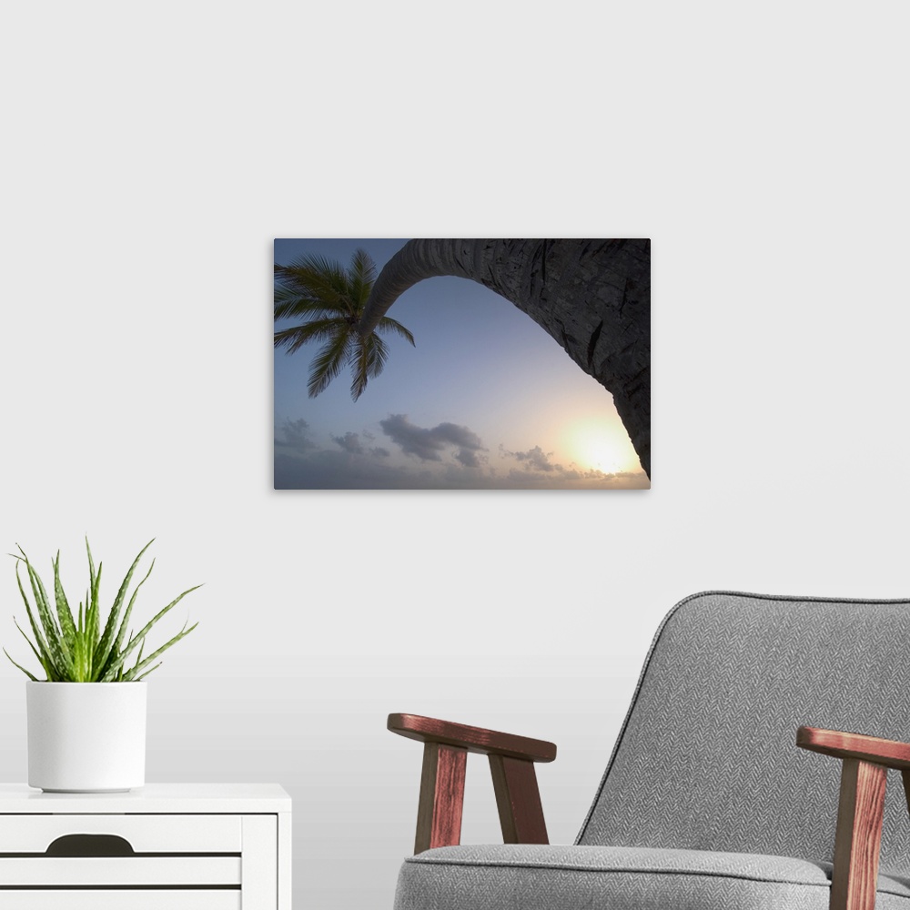 A modern room featuring Curved Palm Tree At Sunset; Dominican Republic