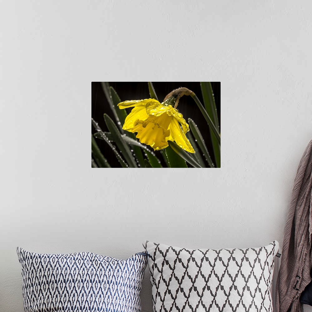 A bohemian room featuring Daffodil flower in the rain.