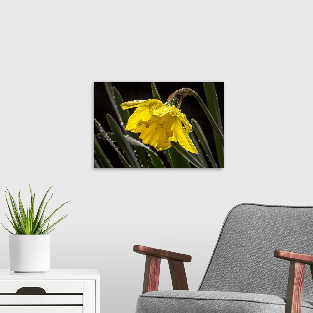 A modern room featuring Daffodil flower in the rain.