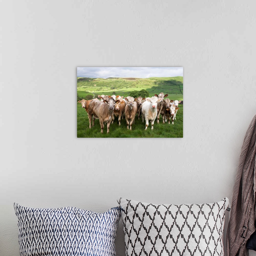 A bohemian room featuring Dairy Cattle, Derbyshire, England