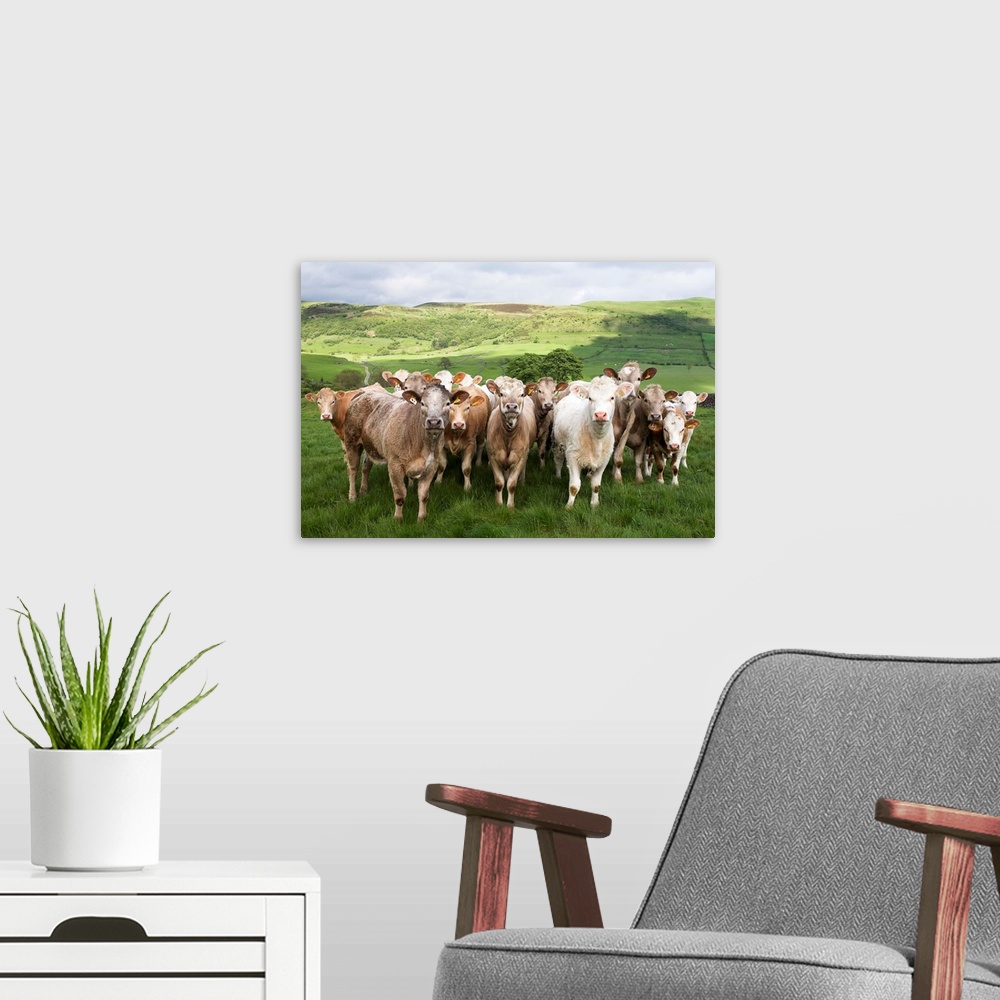 A modern room featuring Dairy Cattle, Derbyshire, England