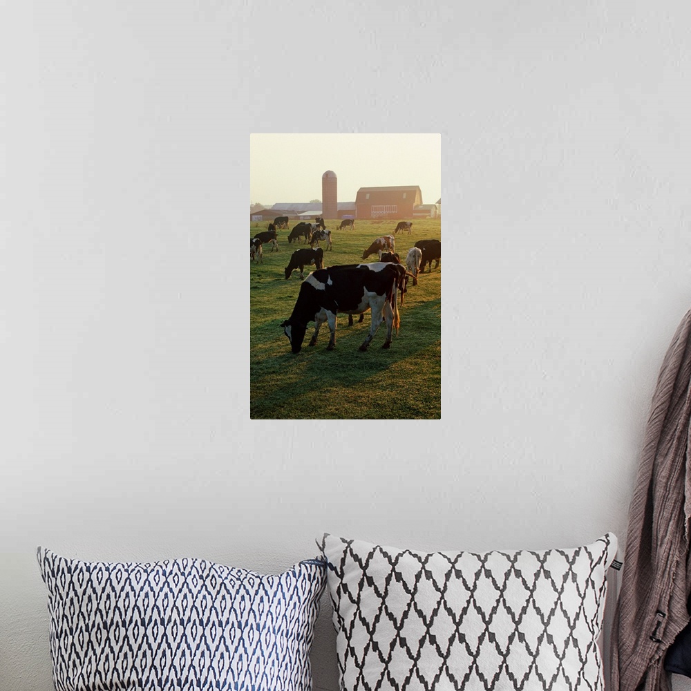 A bohemian room featuring Dairy Cattle Grazing