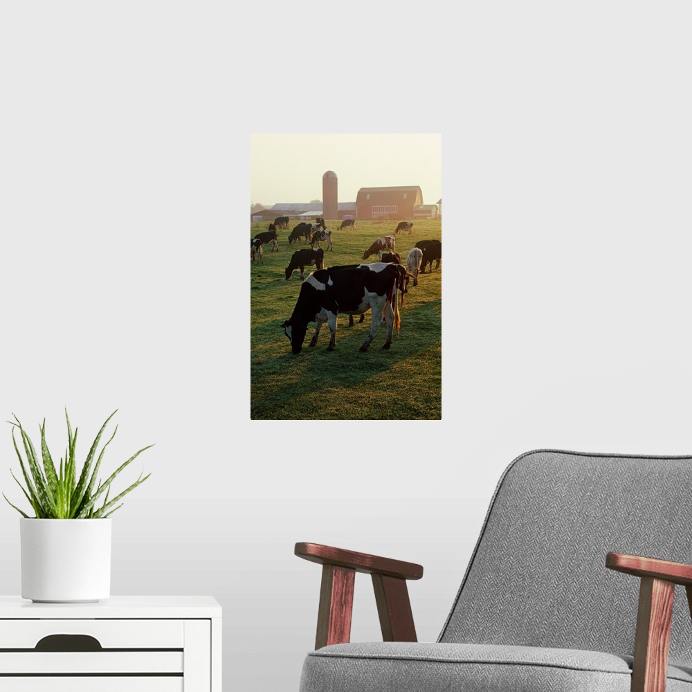 A modern room featuring Dairy Cattle Grazing