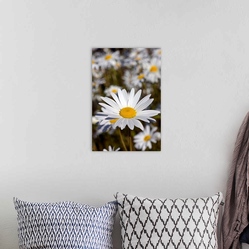 A bohemian room featuring Close up of Daisies in the sun, Alaska