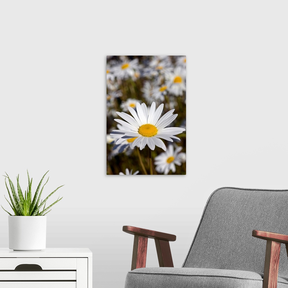 A modern room featuring Close up of Daisies in the sun, Alaska