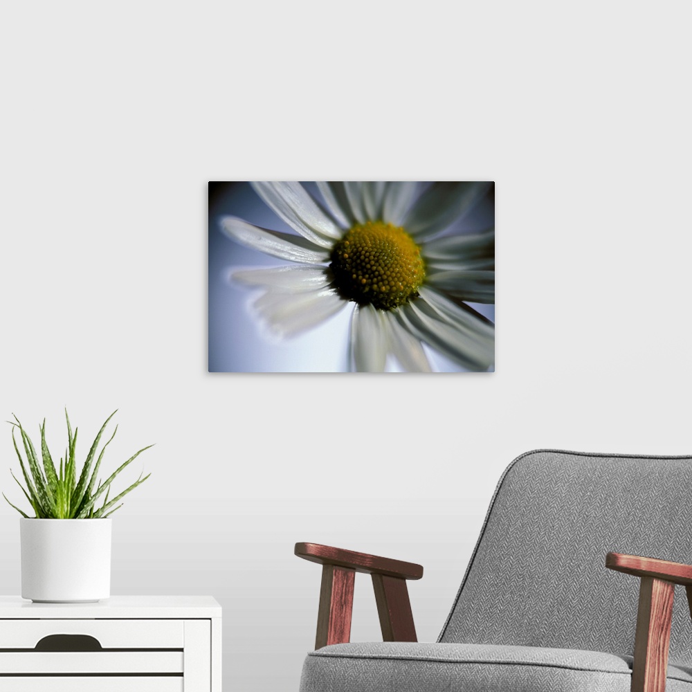 A modern room featuring Large wall docor of the up close view of a daisy.