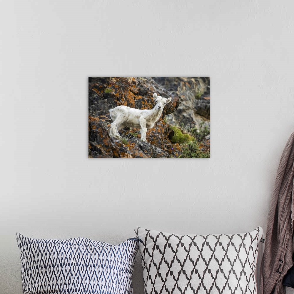 A bohemian room featuring Dall sheep lamb (Ovis dalli) stands looking at the camera in the rocky Windy Point area of the Ch...
