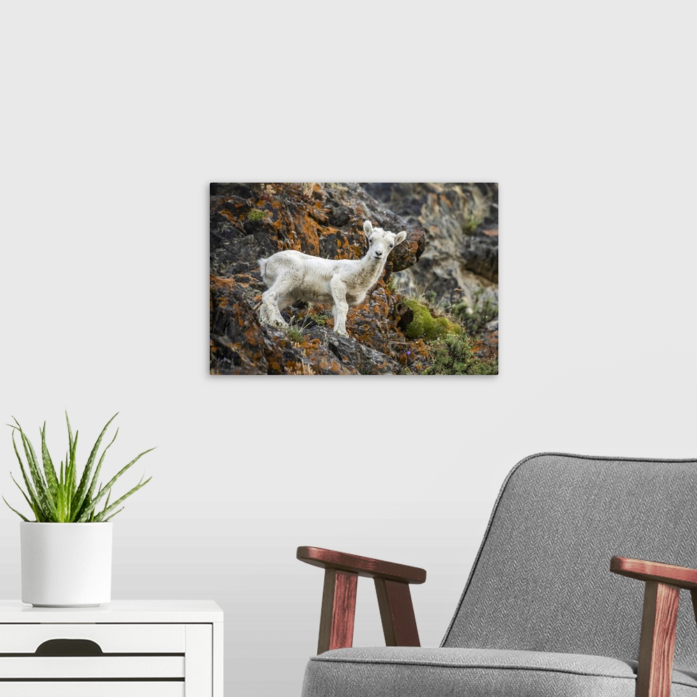 A modern room featuring Dall sheep lamb (Ovis dalli) stands looking at the camera in the rocky Windy Point area of the Ch...