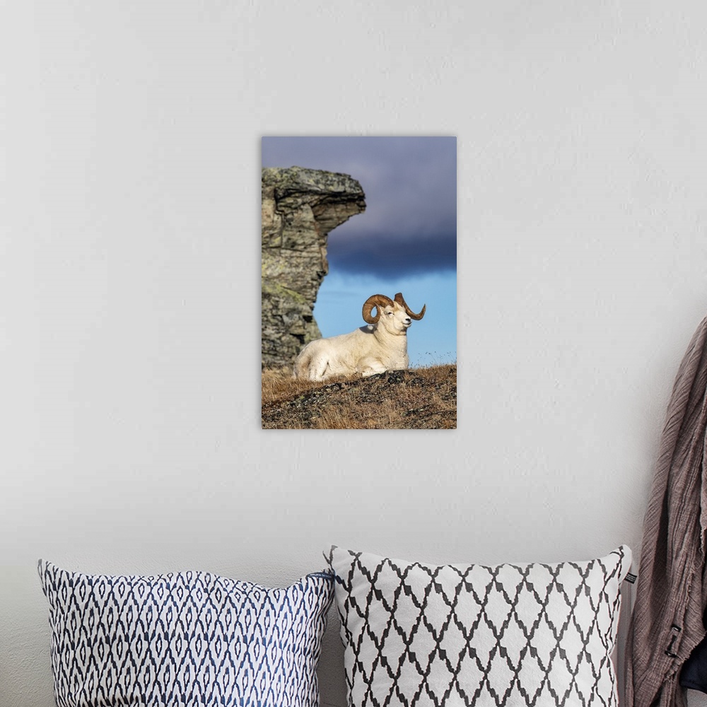 A bohemian room featuring Dall Sheep ram (Ovis dalli) in Denali National Park and Preserve in Interior Alaska in autumn; Al...